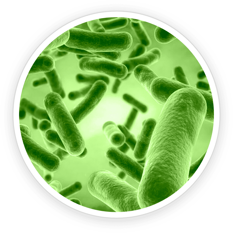 Bacillus Coagulans probiotic bacteria 3D illustration — core probiotic strain in Prime Biome supplement for gut and skin balance
