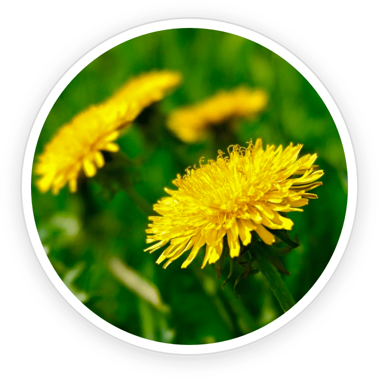 Dandelion flowers (Taraxacum officinale) in nature — natural liver and gut support ingredient in Prime Biome probiotic gummies