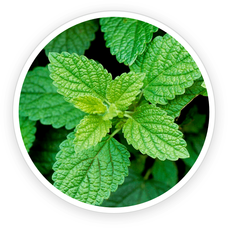 Lemon Balm leaves (Melissa officinalis) — calming botanical ingredient in Prime Biome probiotic gummies for gut and stress support