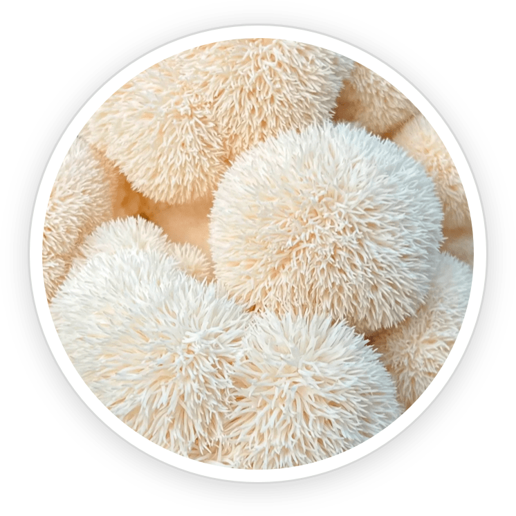 Organic Lion's Mane mushroom — natural adaptogenic ingredient in Prime Biome probiotic supplement for gut and skin health