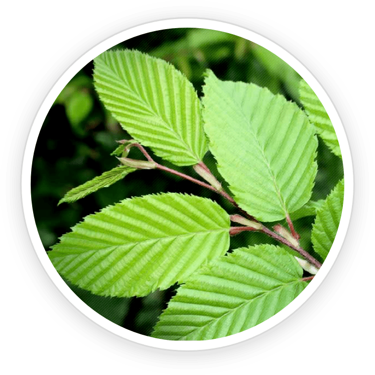 Slippery Elm Bark leaves — natural ingredient in Prime Biome probiotic gummies for gut lining support and digestive health